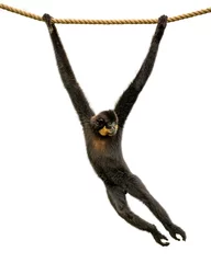 Fototapeten Gibbon Monkey Swinging From Rope Isolated © adogslifephoto