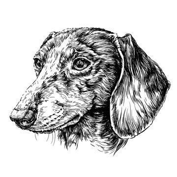 Sketch of Dog Dachshund. Vector Illustration