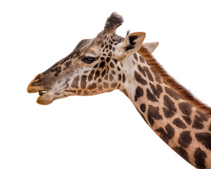 Masai Giraffe Profile Closeup Isolated