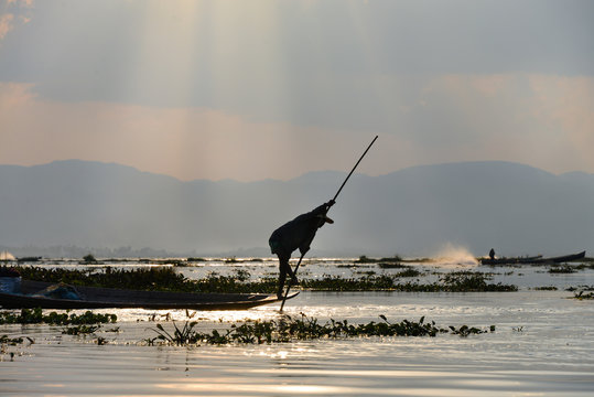 Lake Inle fishermen beat the water with long sticks to scare fish in to their nets