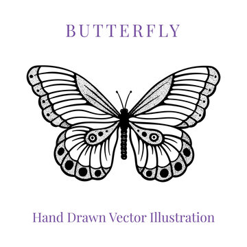 Butterfly. Butterfly hand drawn vector illustrations set. Part of set.