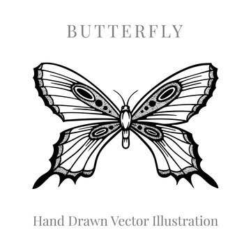 Butterfly. Butterfly hand drawn vector illustrations set. Part of set.