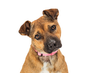 Pet German Shepherd Pit bull mixed dog head tilt isolated