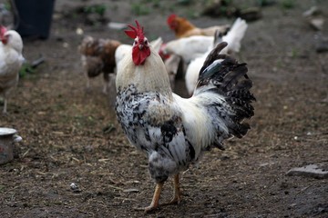 Rural home chickens. Rooster in a home environment. Heavy rural labour of growing.