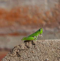 locust found in my garden posing for the photo