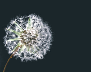 Closeup single dandelion or Tampopo, The flower of hope isolated on black background with copy space for text