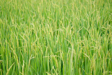 Rice in field conversion test at North Thailand,rice yellow color,Close up grain,abstract nature.Ear of rice in the field