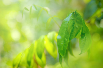 Obraz premium Choose the focus point on the leaf,The leaves are fresh green with copy space.light green.Long leaf