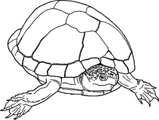 Vintage Drawing of a Mud Turtle