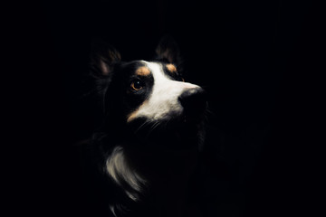 Isolated portrait of young border collie male dog against black background