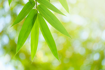 Fototapeta premium Choose the focus point on the bamboo leaf,The leaves are fresh with copy space.Close up of bamboo leaves.