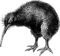 Old Vintage Drawing of a New Zealand Kiwi Vector