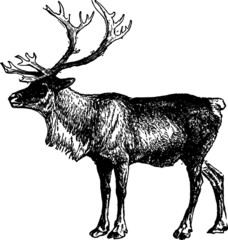 Hand Drawn Sketch of a North American Reindeer 