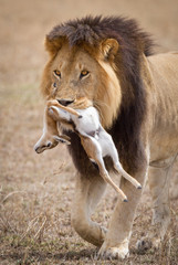 Naklejka na ściany i meble One adult Male Lion walking with a baby Thompsons Gazelle in his mouth Serengeti Tanzania