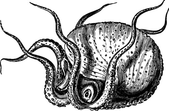recommend clip art: Old Vintage Drawing of a Octopus