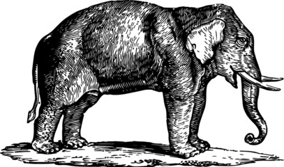 Black and White Illustration of a Old Elephant