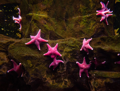 Antarctic Cushionstars group under water (Stella uscino antartica, Odontaster Validus)