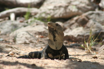 reptilia, iguana, animal, naturaleza, dragones, fauna, roca, inhospitalario, balanza, desierta,...