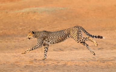 Adult male Cheetah running with sandy smooth background South Africa