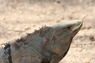 reptilia, iguana, animal, naturaleza, dragones, fauna, roca, inhospitalario, balanza, desierta,...