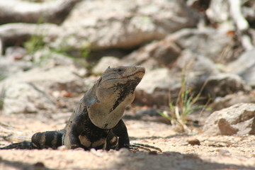 the iguana stay in the shadow and sun in the desert