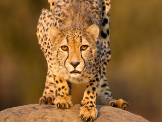 Adult female Cheetah crouching on a rock alert Kruger Park South