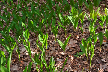 Lily of the valley (Convallaria majalis) flowers blossoming in the forest during springtime