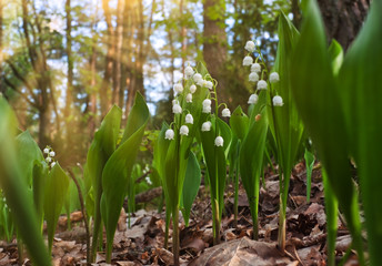 Lily of the valley (Convallaria majalis) flowers blossoming in the forest during springtime