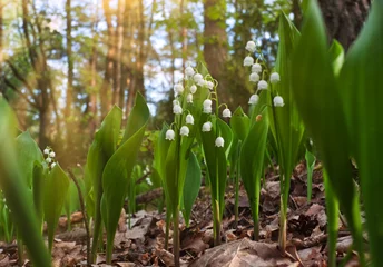 Rolgordijnen Lily of the valley (Convallaria majalis) flowers blossoming in the forest during springtime © PatPat