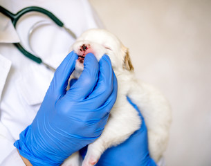 Obraz premium Thorough checkup. Closeup of a professional vet examining teeth of a puppy.Cute white puppy, dog teeth examination, vet doctor and pet. healthcare medicine. vet clinic pets.