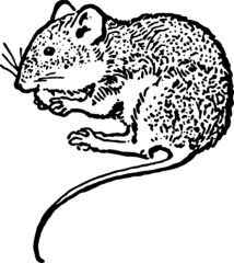Vintage illustration of a Pocket Mouse