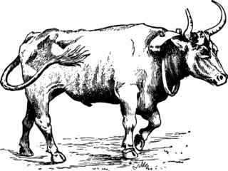 Vintage Artists drawing of a Proud Strong Bull