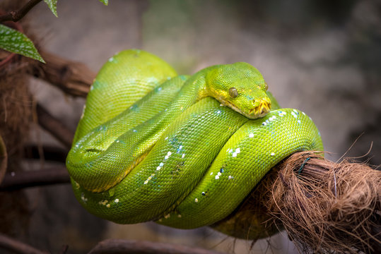 Detailed view of an Emerald Boa of the Amazon Forest.