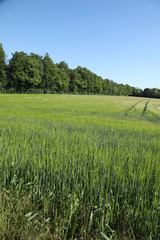 Fototapeta premium Green wheat in the field. french landscape