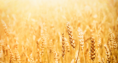 Golden wheat field Background in sunlight