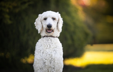 Cute, happy standard poodle dog outside in the evening