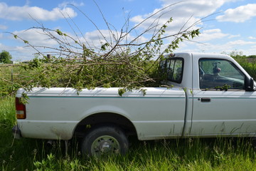 Truck Bed Full of Cut Tree Limbs