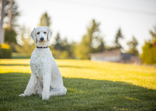 White Standard Poodle Dog Sitting On Grass In A Neighbourhood