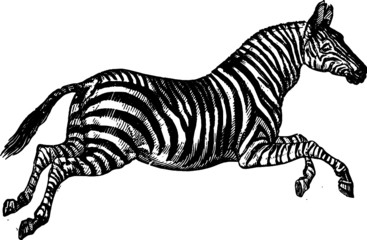 Vintage Black and White Sketch of a Running Striped Zebra