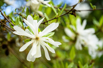 Closeup of white Star Magnolia blooms, as a nature background
