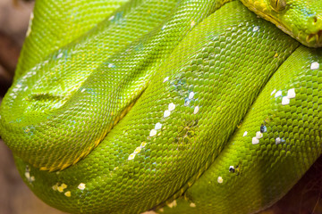 Detailed view of an Emerald Boa of the Amazon Forest.