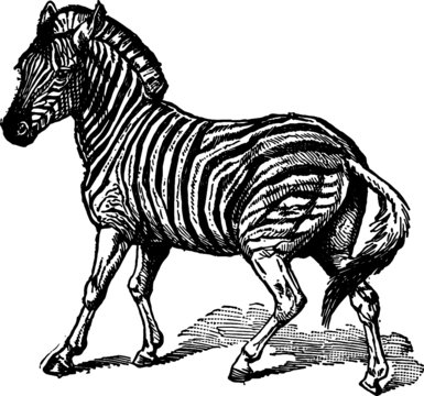 Vintage Black and White Sketch of a Safari Zebra