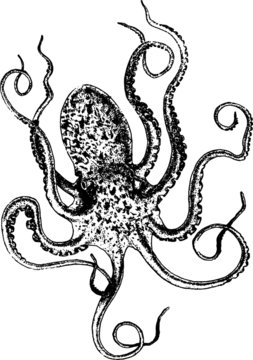 recommend clip art: Old drawing of a Saltwater Reef Octopus