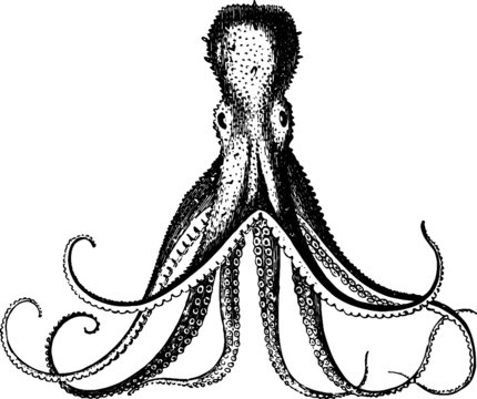 recommend clip art: Drawing of a Scary Octopus