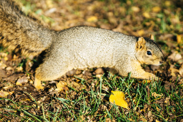 squirrel looking for nuts