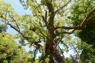 蒲生神社とクスノキ　鹿児島県蒲生町