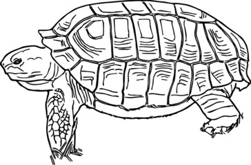 Slow Little Tortoise