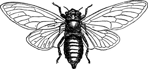 Vintage Small Cicada Vector
