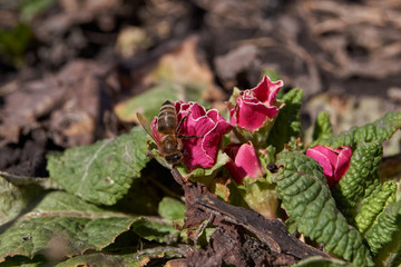 Spring. Primroses bloomed in the garden.