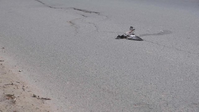 Dead bird dove hit by car. Wheel of killing machine. Concept of defenselessness of nature before technological progress and high speeds. Slogan: even wings not will save